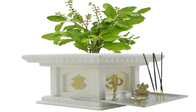 tulsi